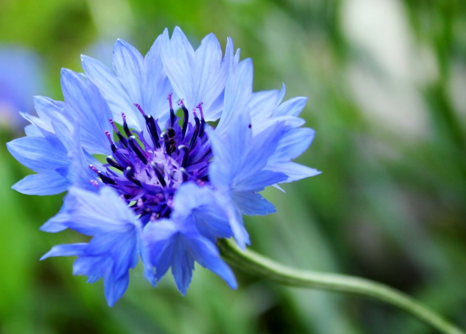 Василёк Придунайский