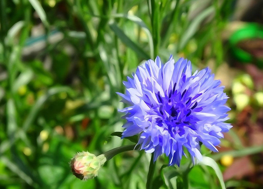 Centaurea paniculata
