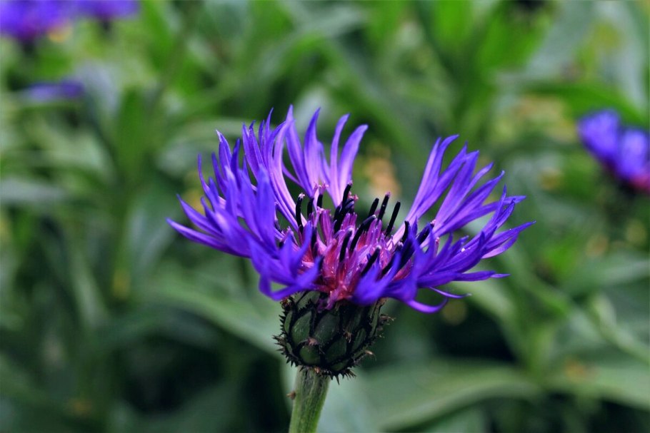 Василёк Придунайский