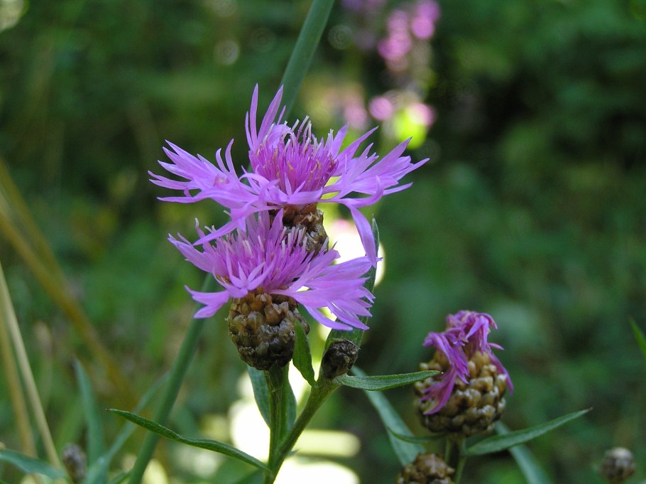 Василёк Донской (Centaurea tanaitica Klok.)