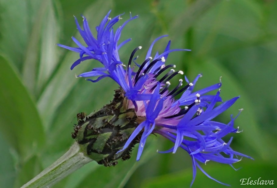 Бодяк Василек Луговой