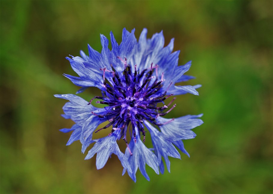 Василек ЛОЖНОДОНСКОЙ