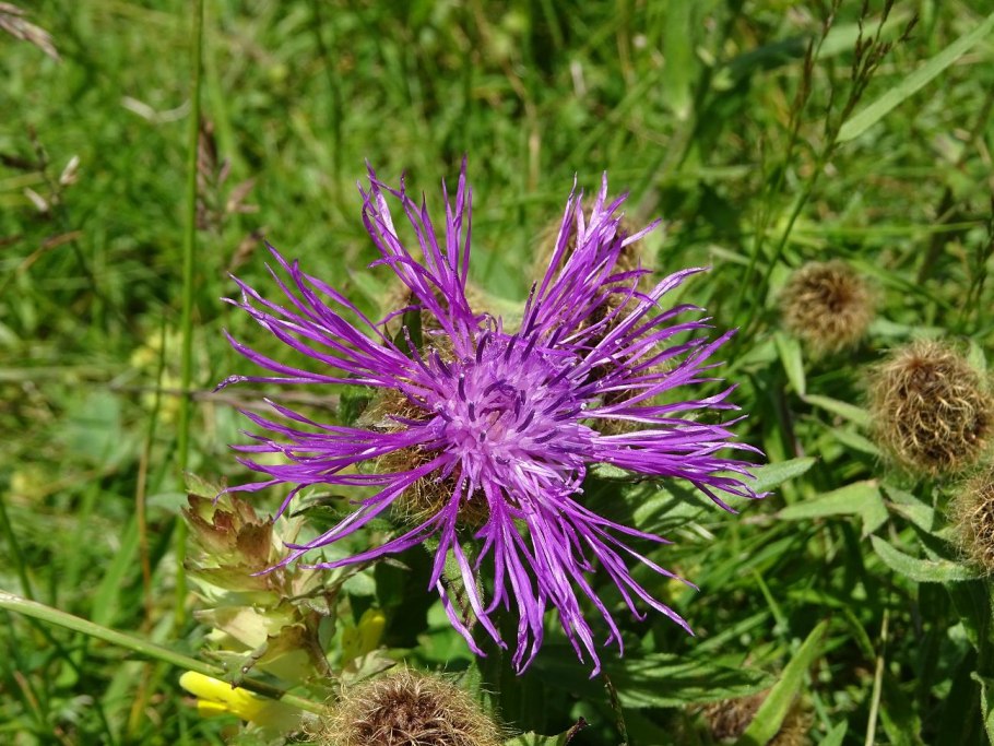 Растение василек