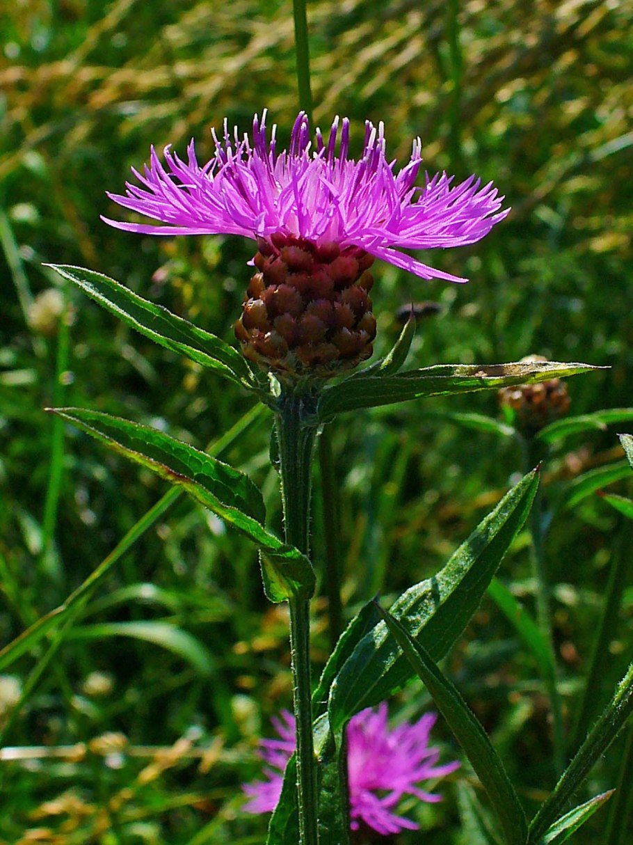 Василёк луговой centaurea jacea