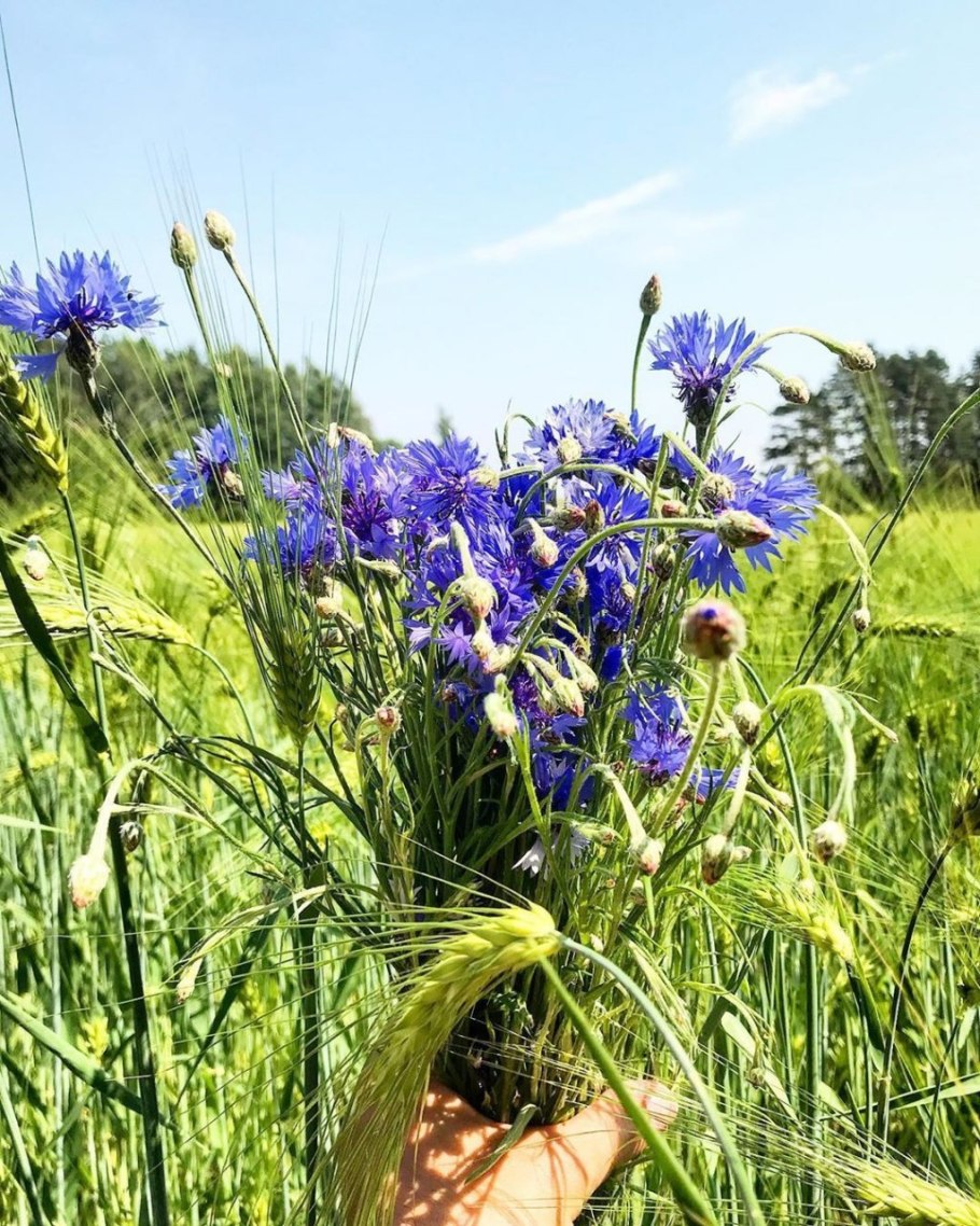 Василек махровый Centaurea cyanus