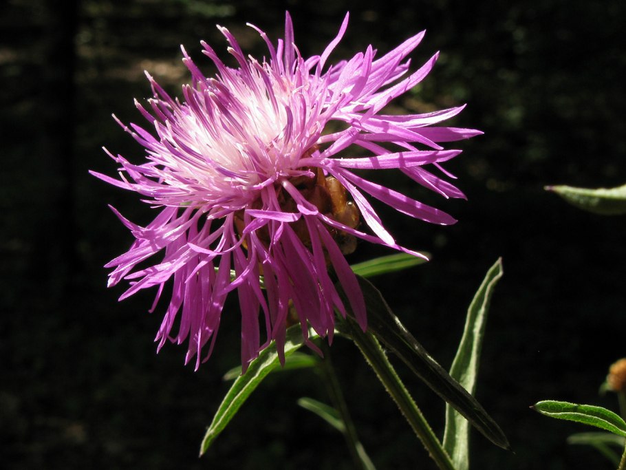 Василёк Сумский Centaurea