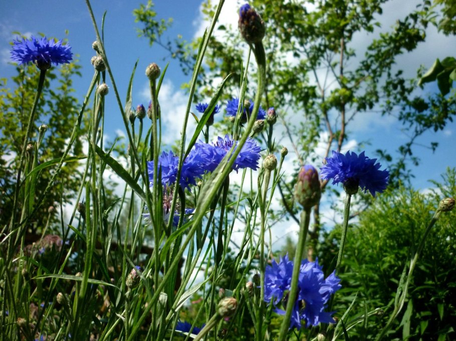 Василек шерстистый