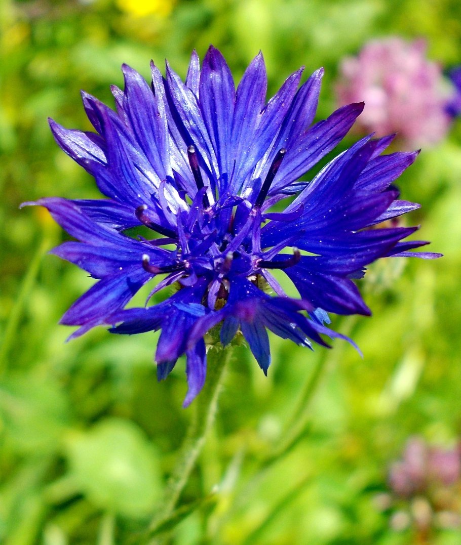 Василек горный грандифлора