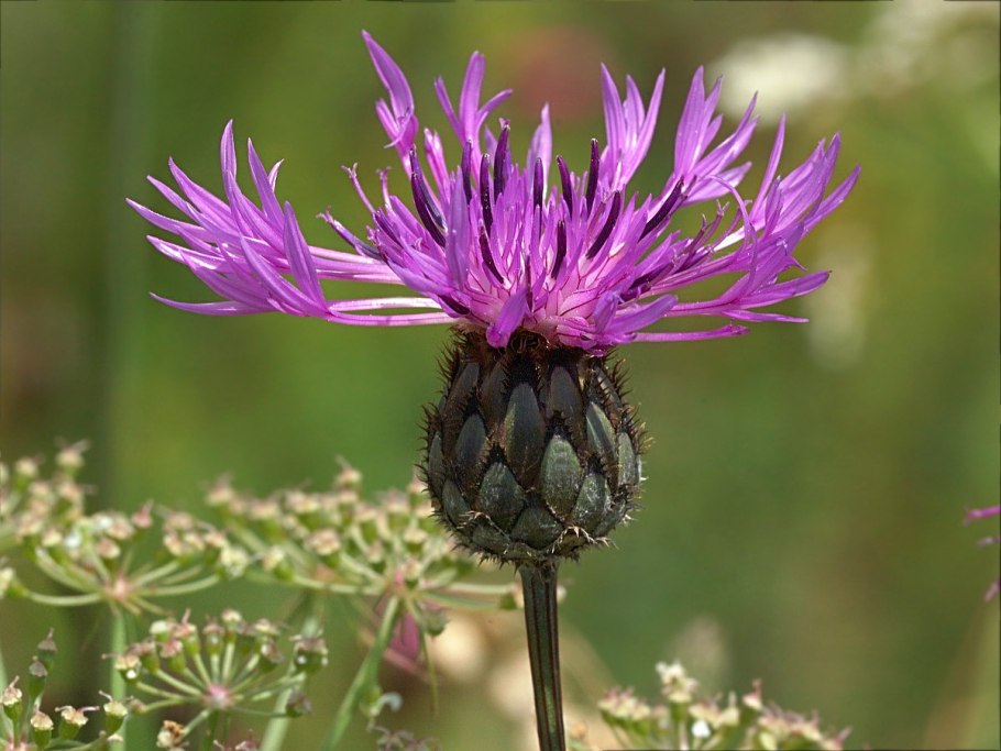 Василёк шероховатый centaurea scabiosa