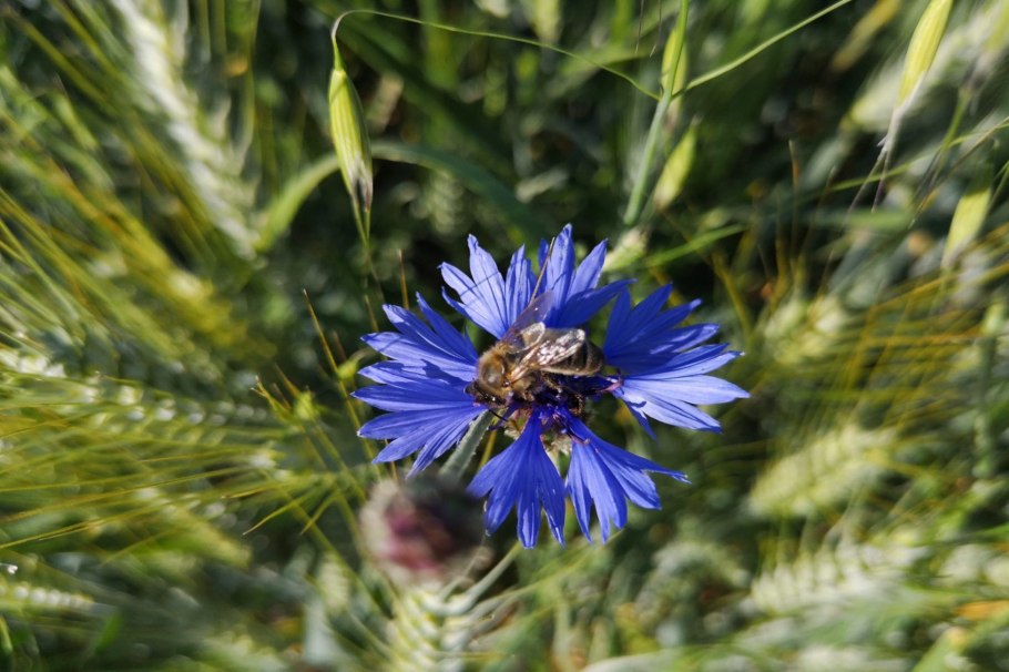 Центаурея Василек
