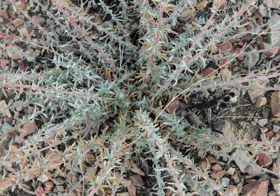 Бассия холодная