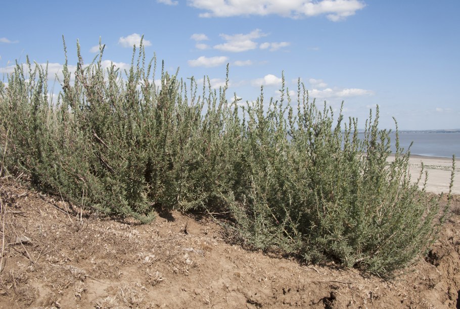 Бассия очитковидная Плантариум