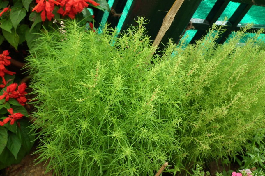 Кохия грин форест