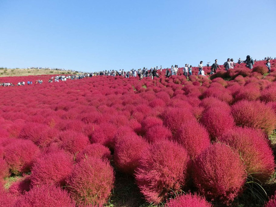 Кохия Королевский замок