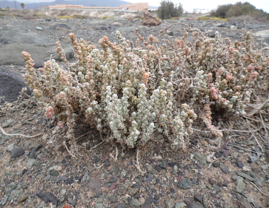 Полынь сероземная (Artemisia terraealbae)
