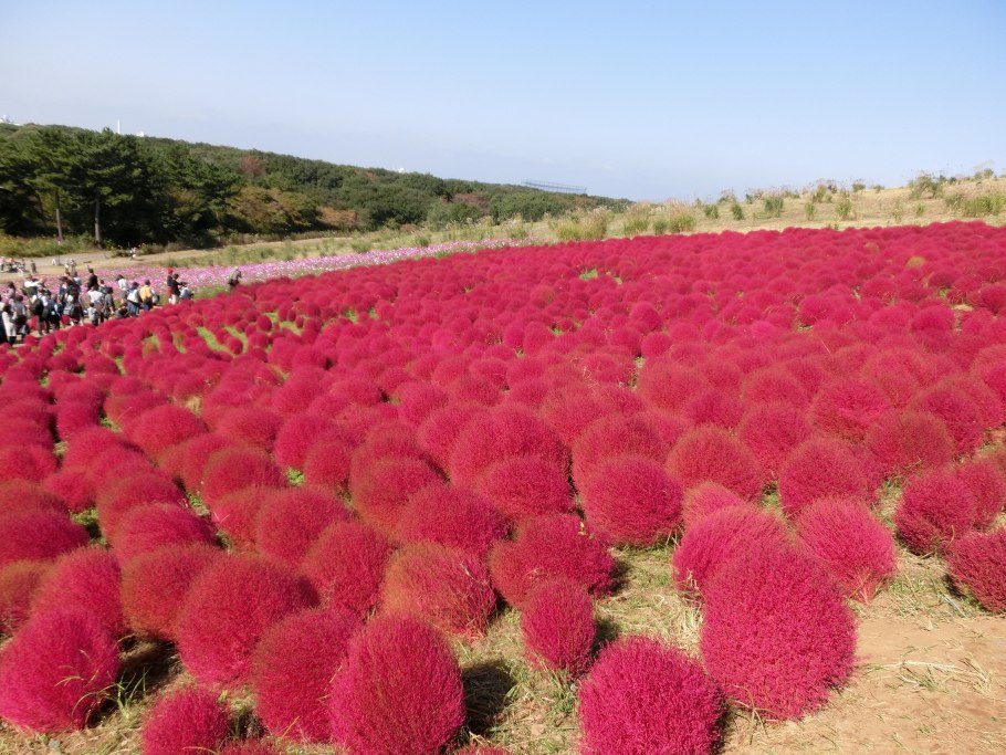 Приморский парк Хитачи