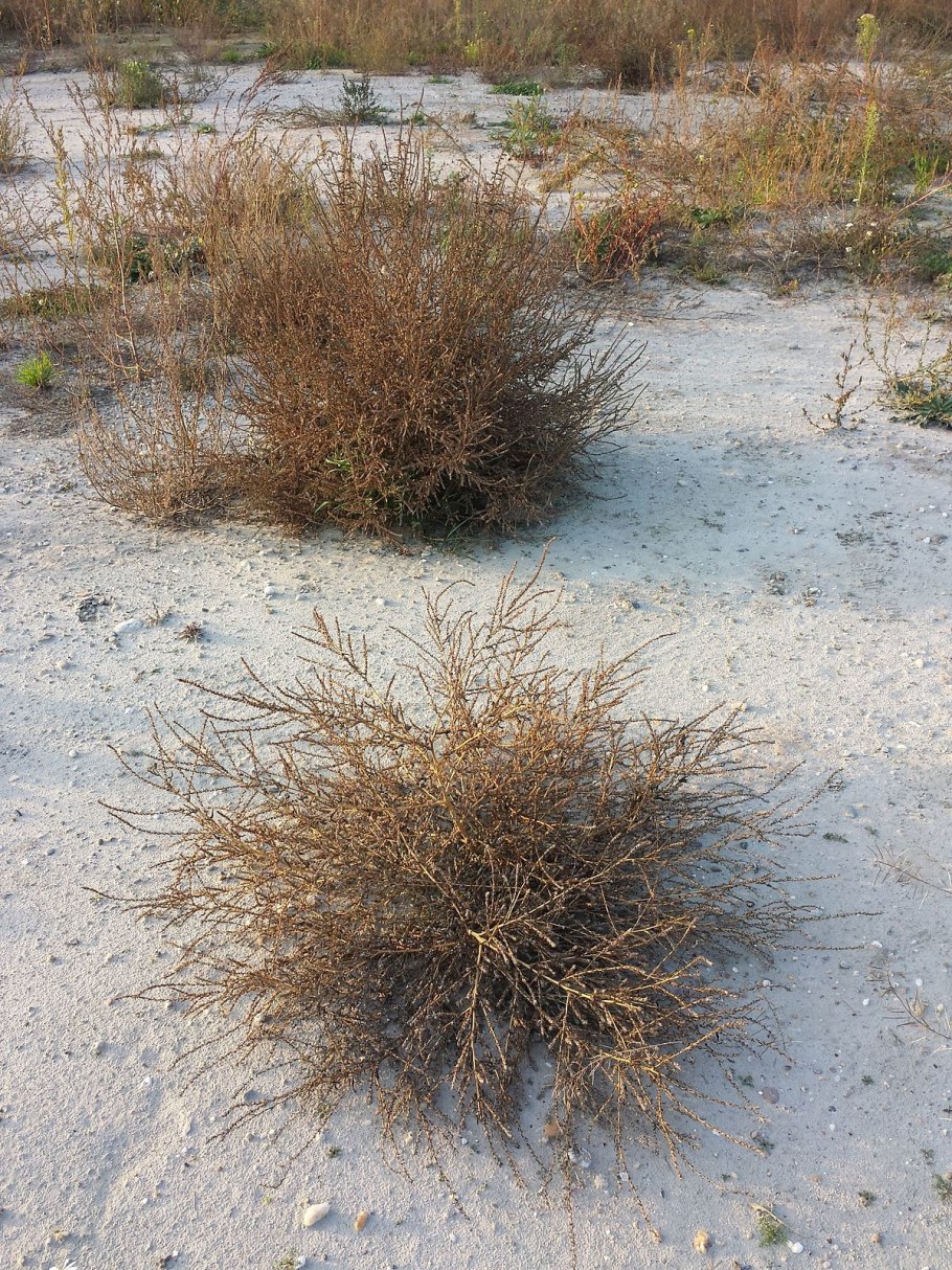 Halostachys belangeriana