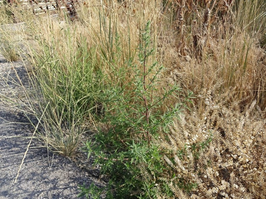 Artemisia scoparia