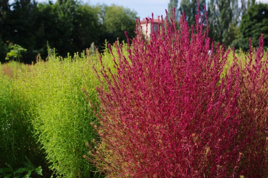 Бассия широколистная