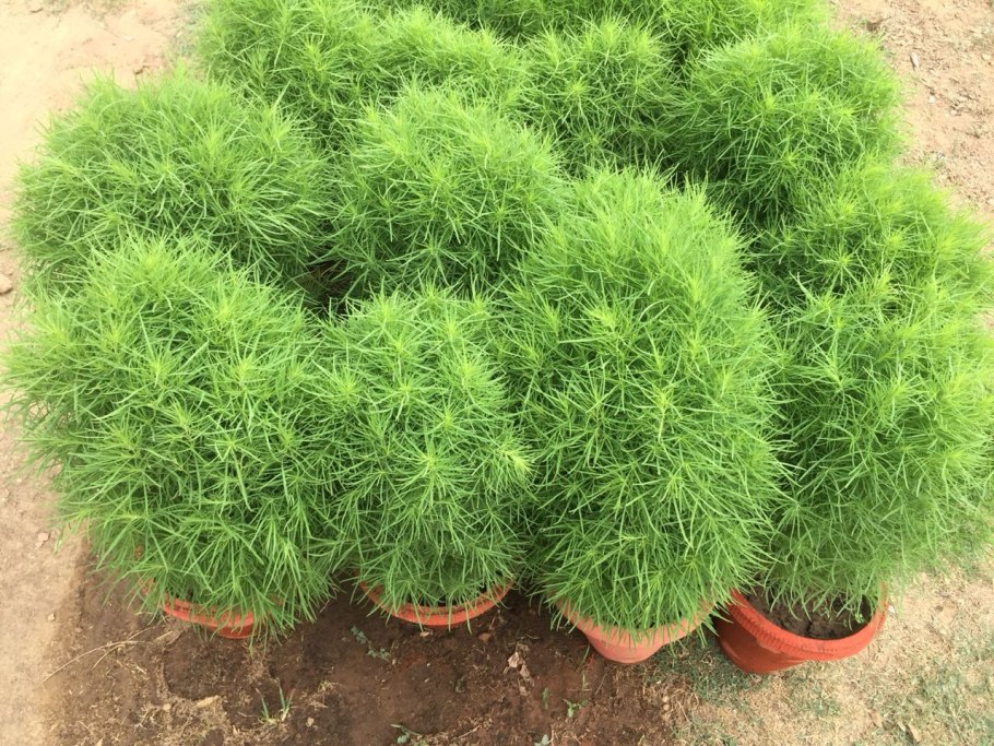 Летний кипарис кохия