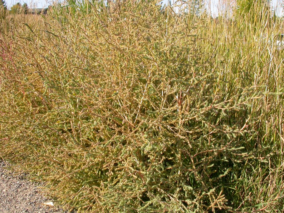 Бассия веничная