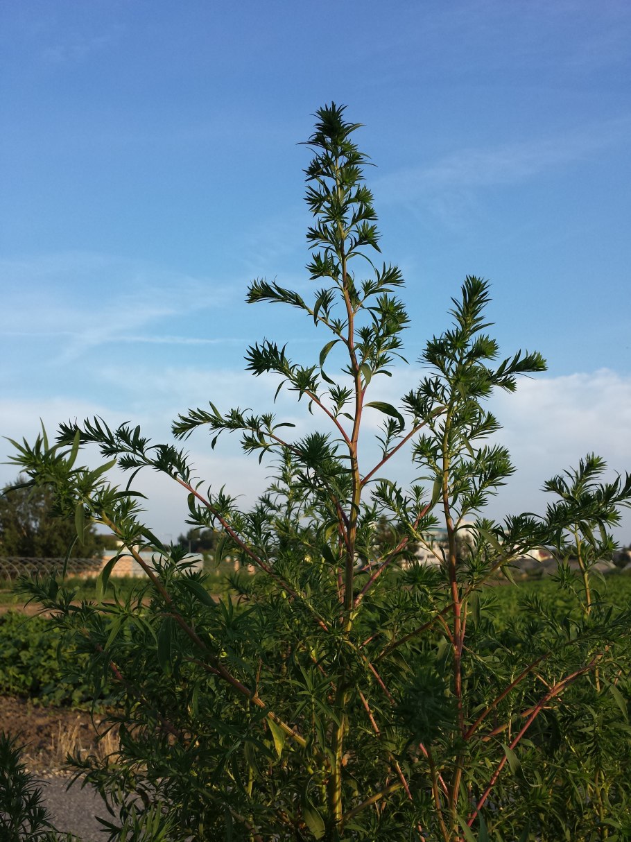 Кохия красный Барон