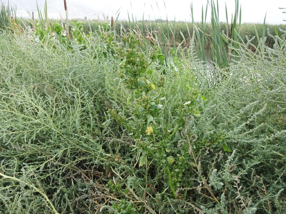 Бассия очитковидная