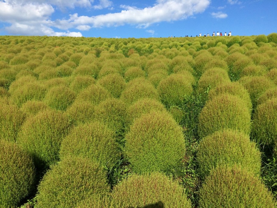 Полынь сероземная (Artemisia terraealbae)