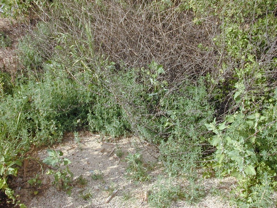 Atriplex verrucifera