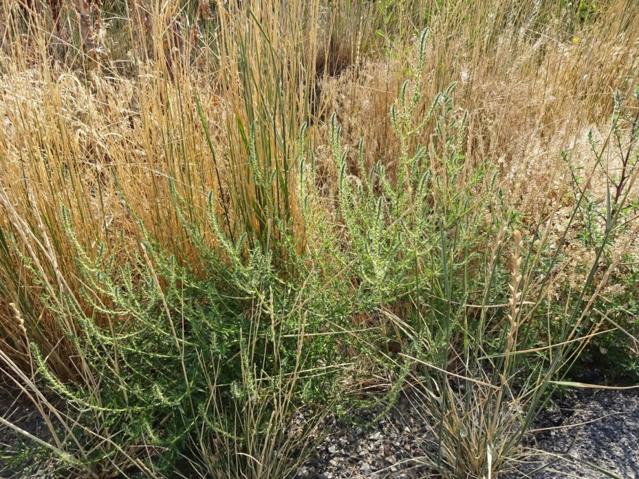 Бассия широколистная