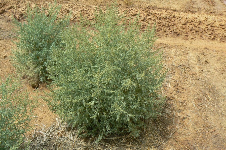 Кохия бассия