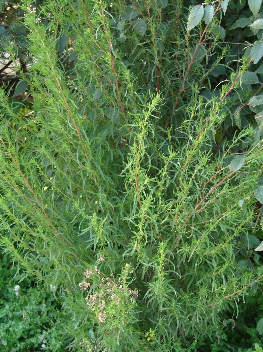 Прутняк (Kochia)