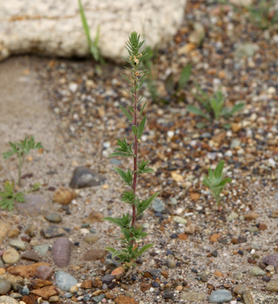 Neopallasia pectinata