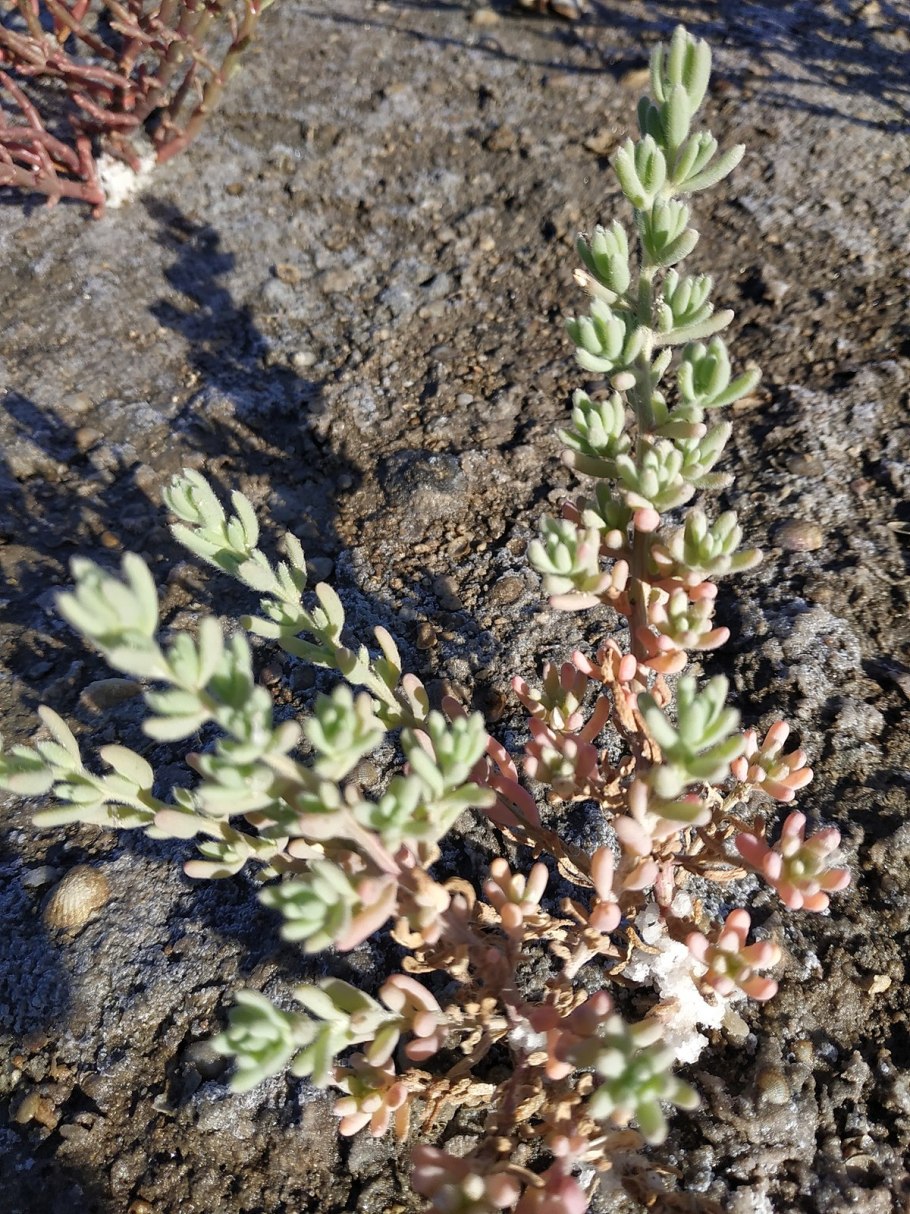 Бассия волосистая