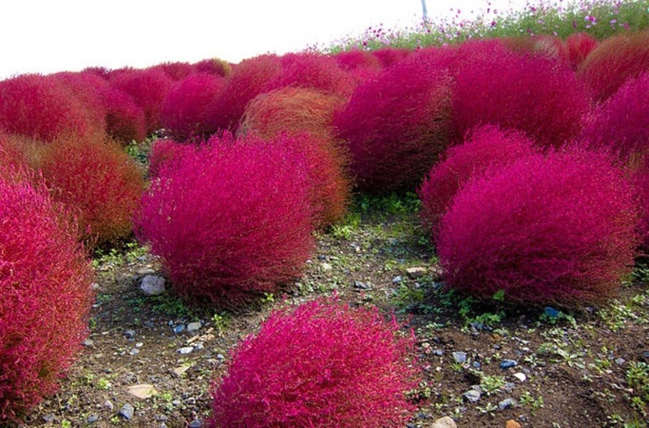Kochia scoparia