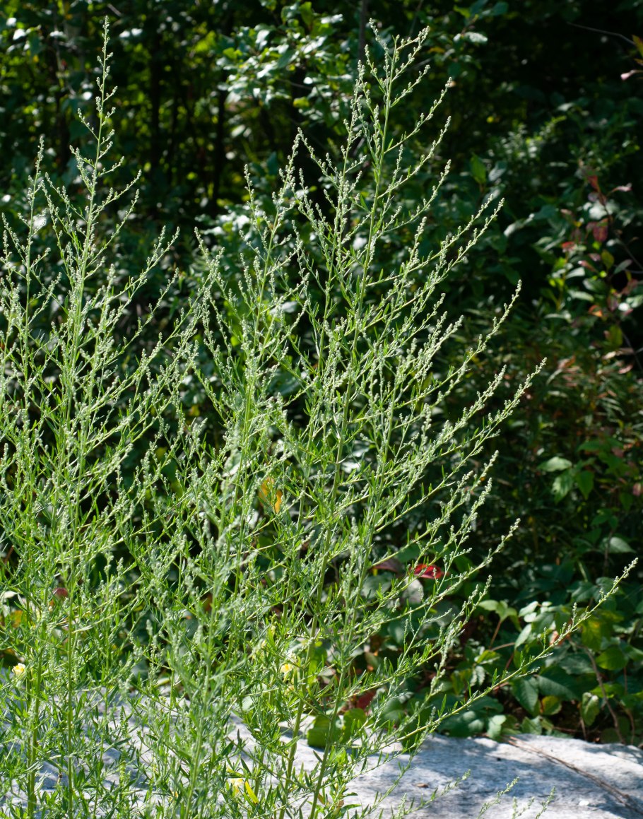 Бассия распростертая дерево