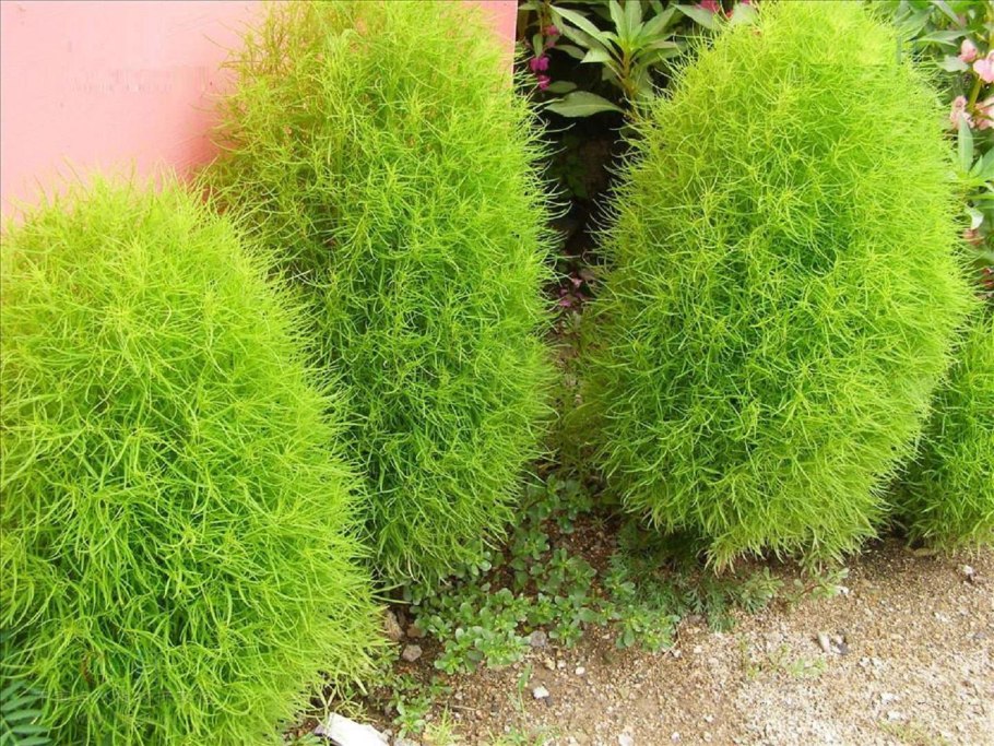 Кохия веничная летний кипарис