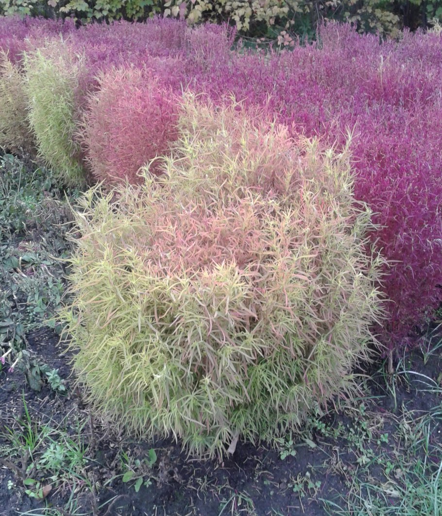 Кохия акапулько сильвер