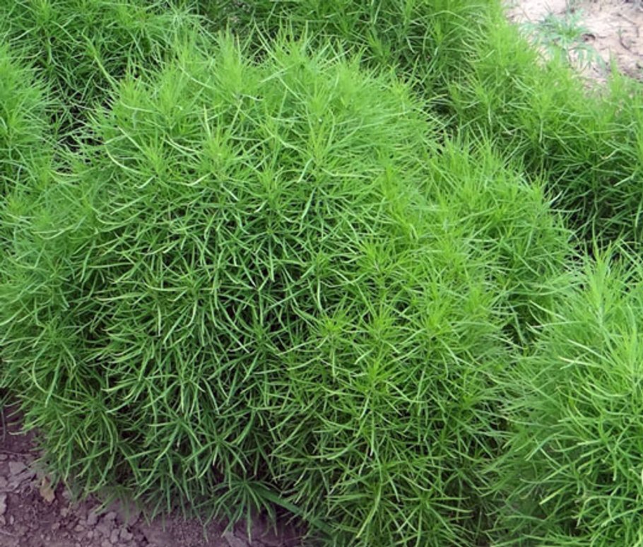 Кохия прутняк