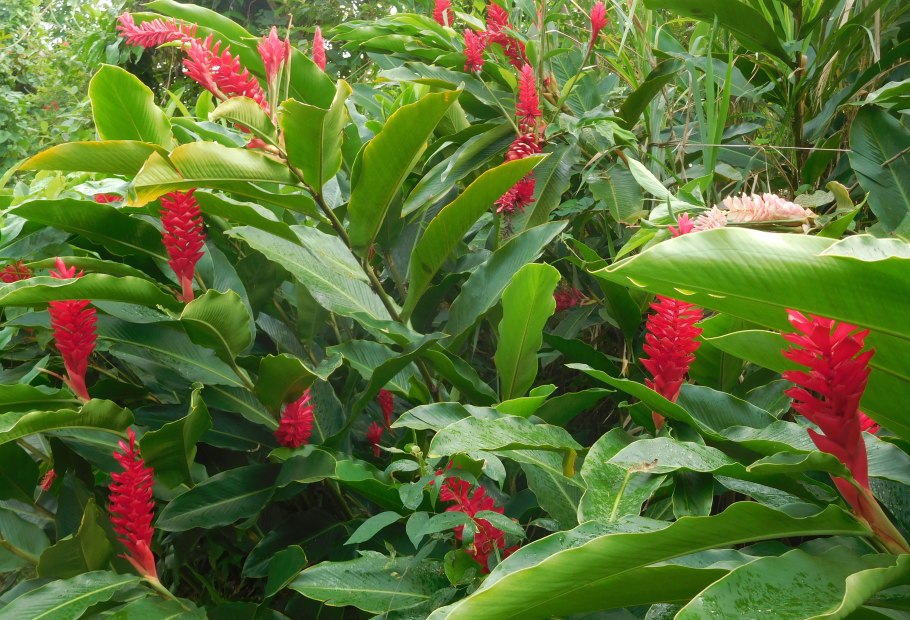 Альпиния Сандера