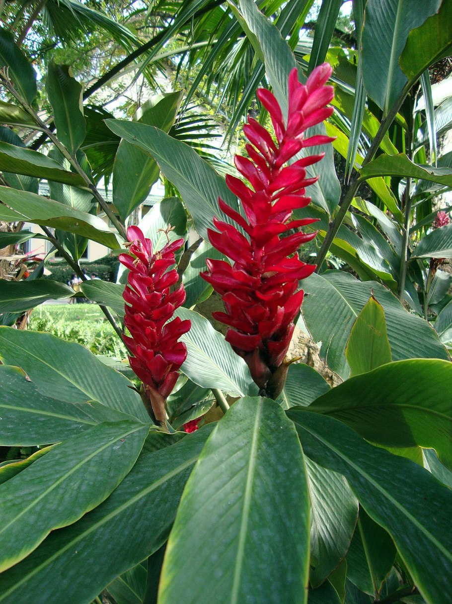 Дерево Альпиния