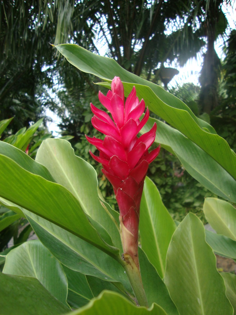 Альпиния (Alpinia) purpurata (92)