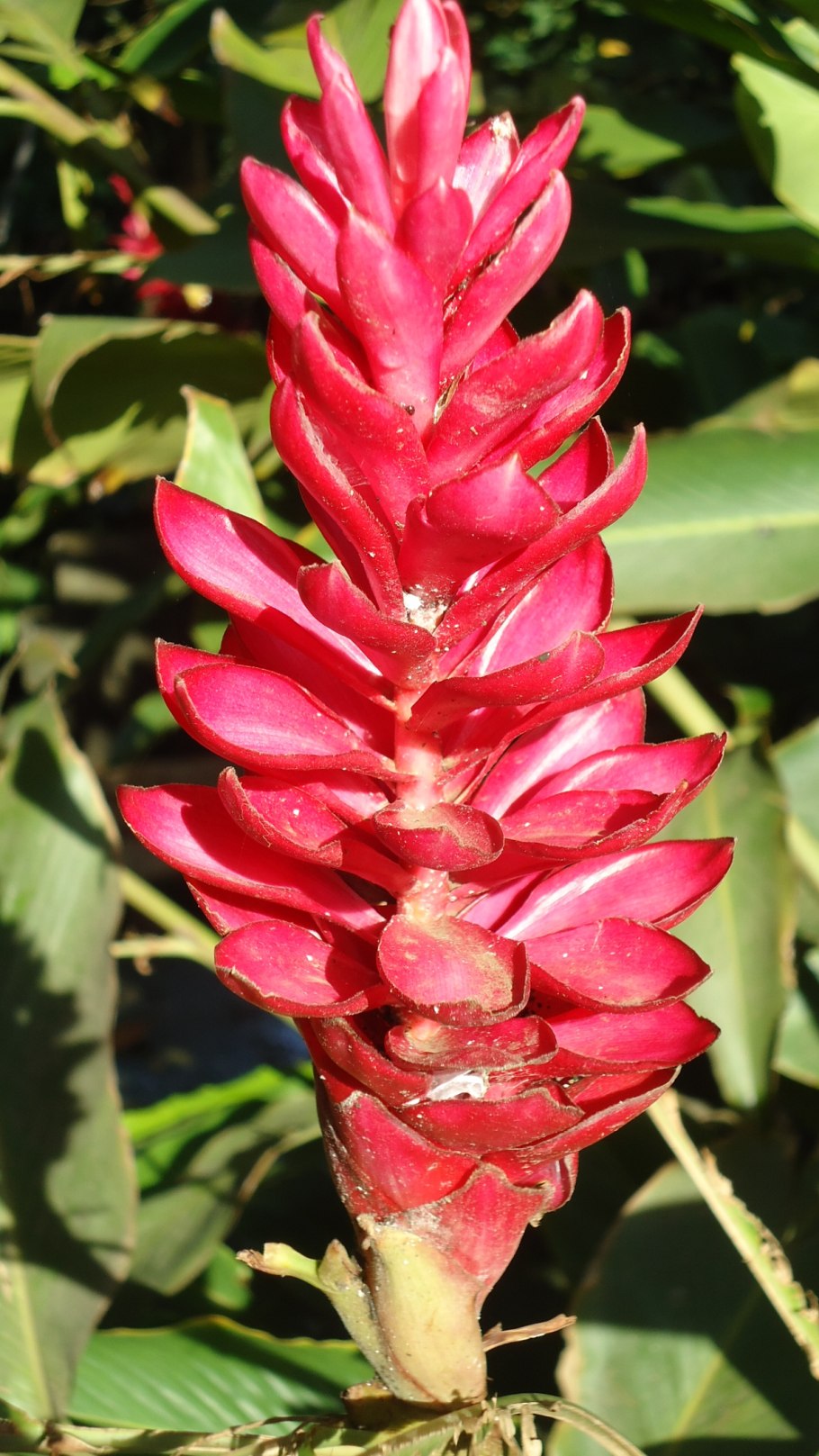 Альпиния остролистная