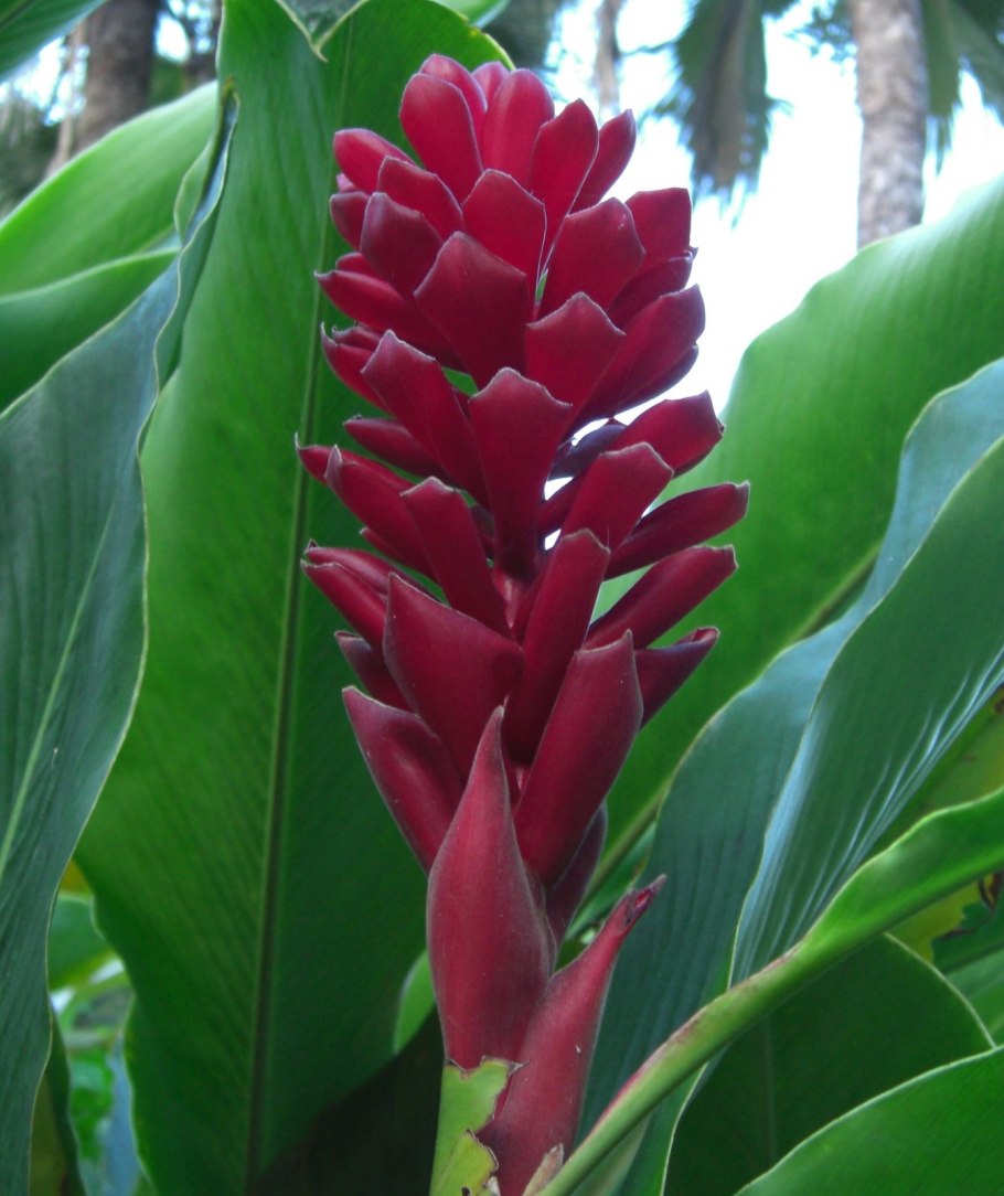 Альпиния остролистная