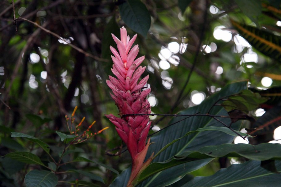 Имбирь куст