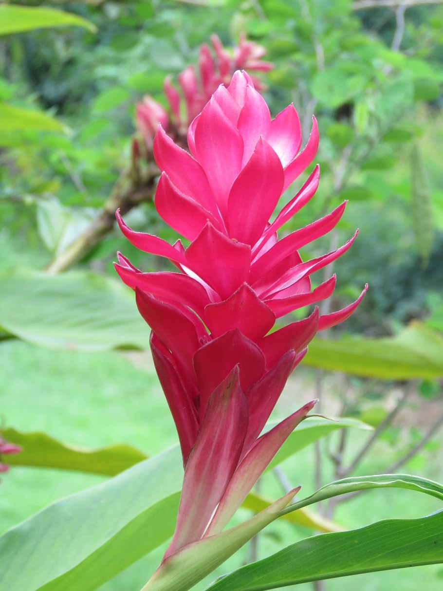 Альпиния пониклая