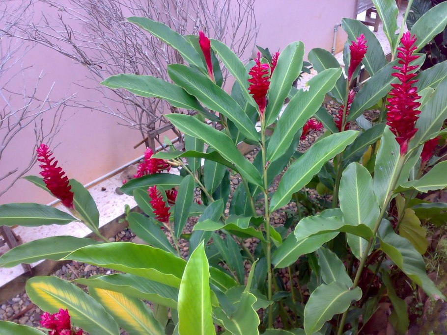Alpinia purpurata