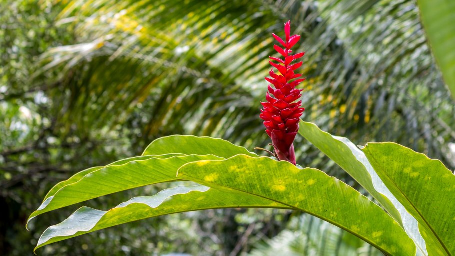 Альпиния пурпурная цветы