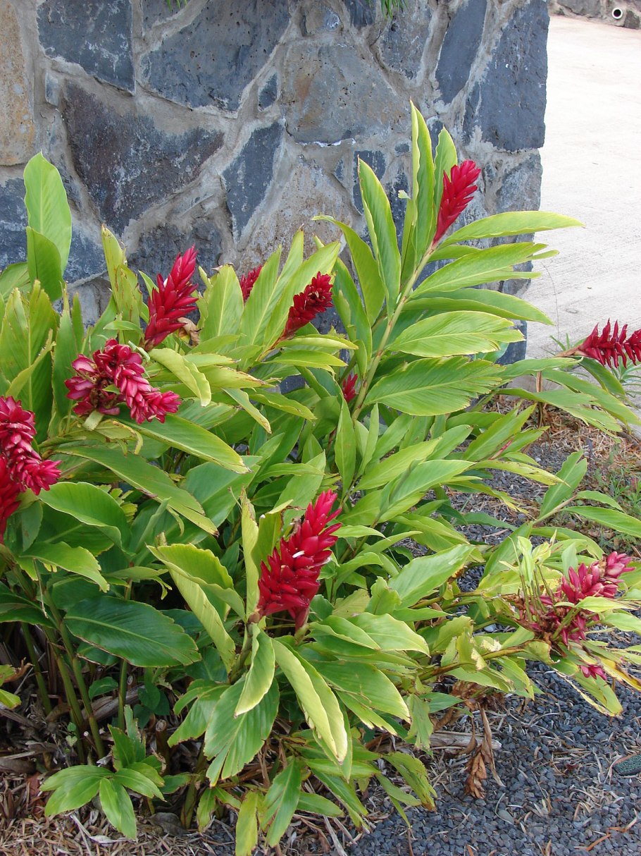 Альпиния Сандера