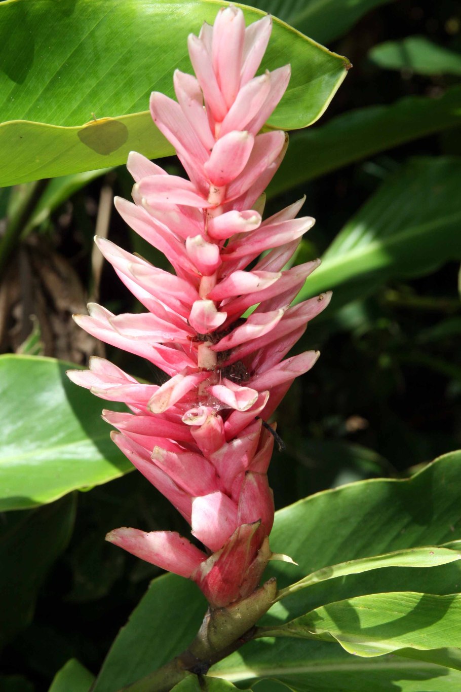 Растения Alpinia